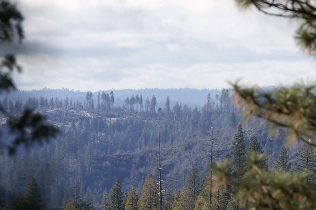 Misty Forest Landscape After Wildfire Impact