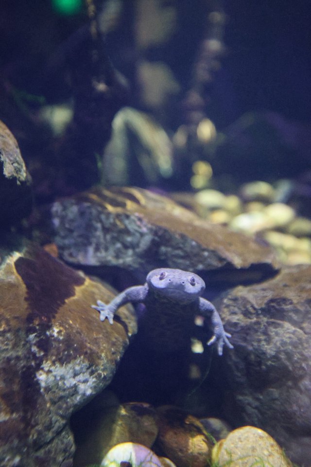 African Dwarf Frog Underwater in Aquarium Habitat