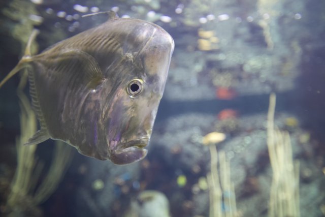 The Majestic Coho Fish in a Lush Aquatic Oasis