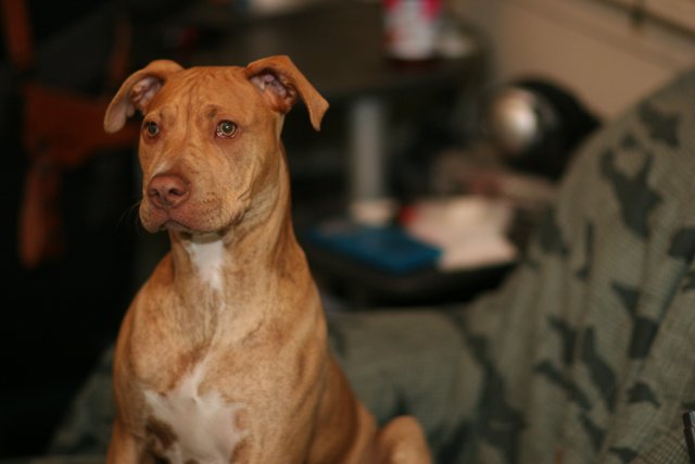 Couch Potato Pitbull