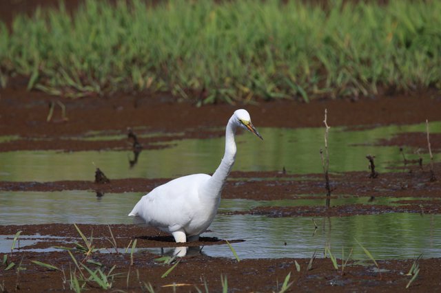Great Egret Wading in Wetland Shallows