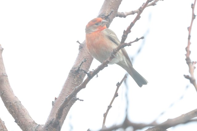 Common Chaffinch Perched on Winter Branch