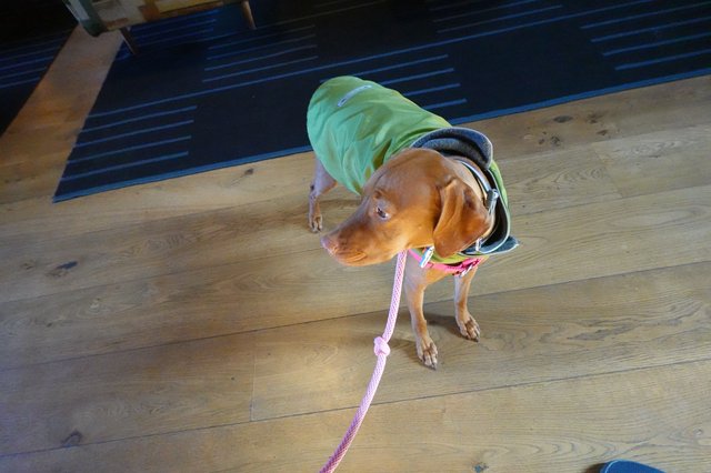 Dachshund in Green Hoodie and Hood Indoors