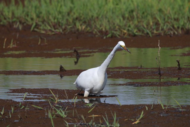 Snowy Egret Foraging in Wetland Shallows