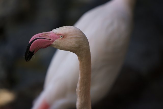 Flamingo Gazing