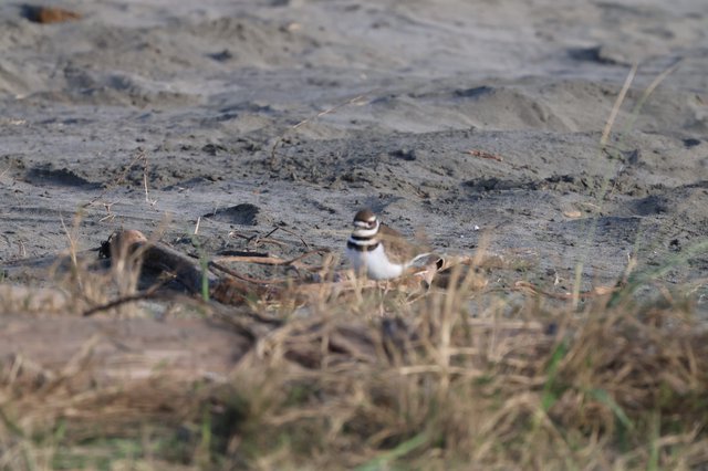Killdeer Shorebird at Drakes Beach Mudflat