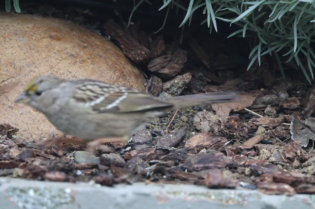 Golden-crowned Sparrow Foraging Among Leaf Litter