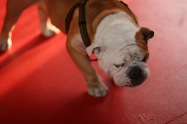 Bulldog on a Red Floor