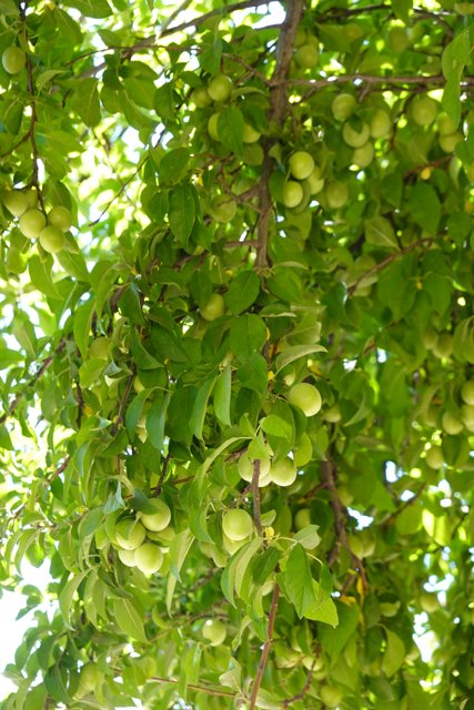 Abundant Fruit on a Tree