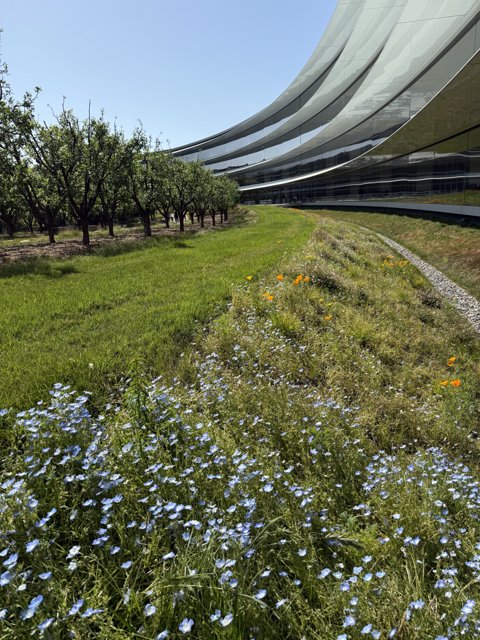 Serenity at Apple Park