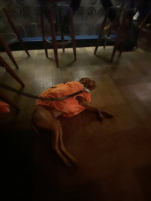Relaxing Hound in an Orange Robe on Hardwood Floor