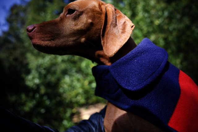 A Fashionable Canine Companion at Tilden Park