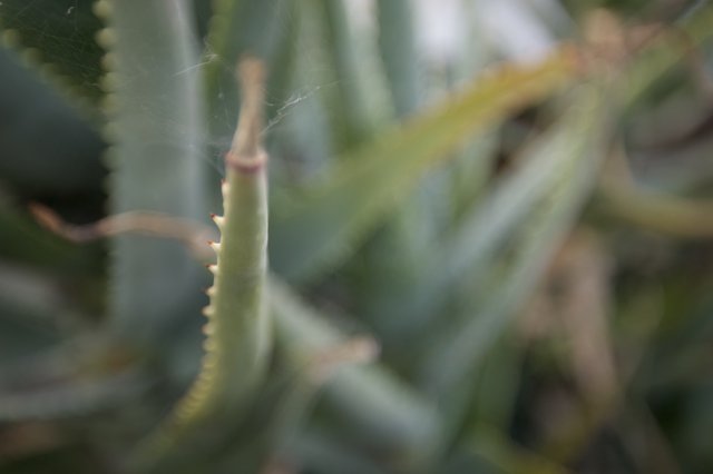 Delicate Spider Web on Desert Cactus Spine