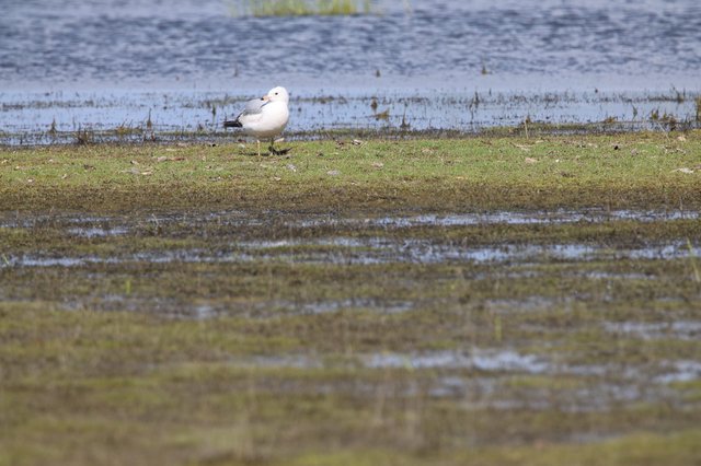 Solitary Seagull Resting at Water's Edge