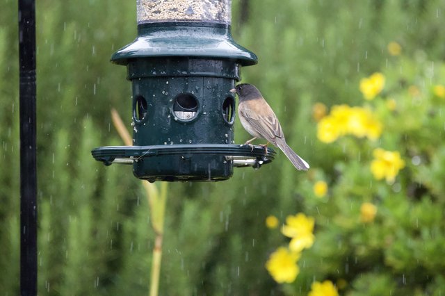 Dark-Eyed Junco Braving Rain at Garden Bird Feeder