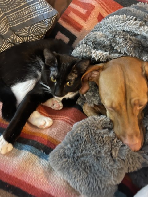 A Feline and Canine Cuddle