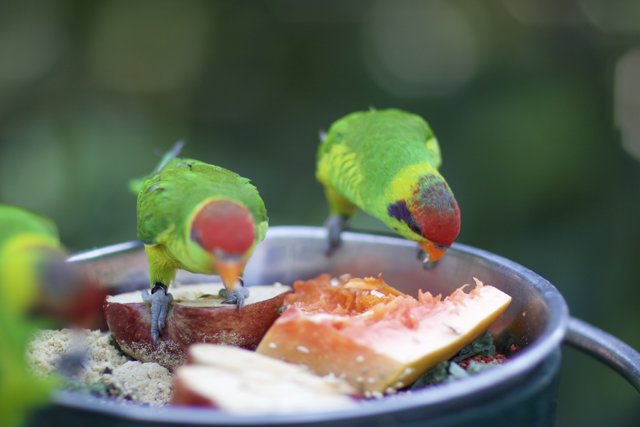 Feasting Parakeets