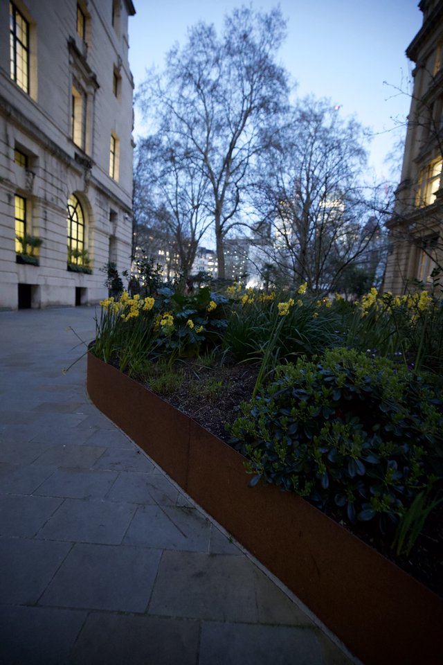 Spring Daffodils at Dusk in London Courtyard