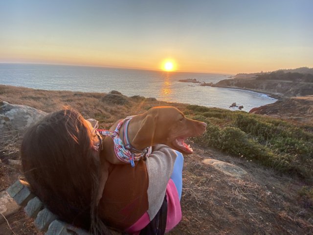 Sunset Serenity with My Canine Companion