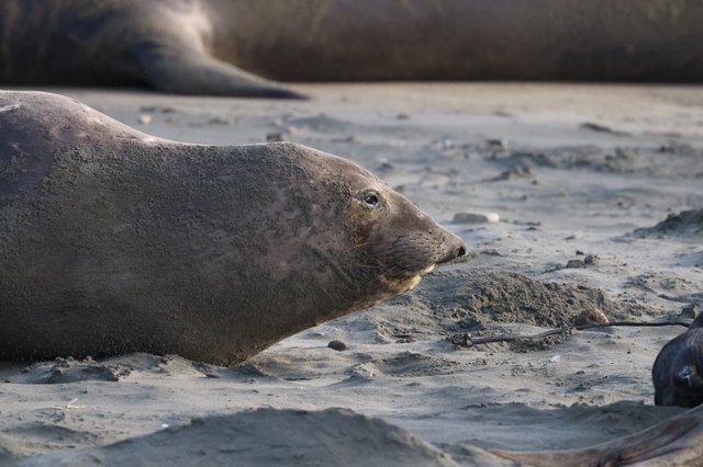 Elephant Seal Resting on Sandy Beach at Drakes Beach