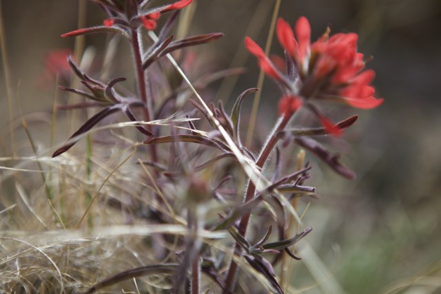 Red Geranium Flower in the Grass