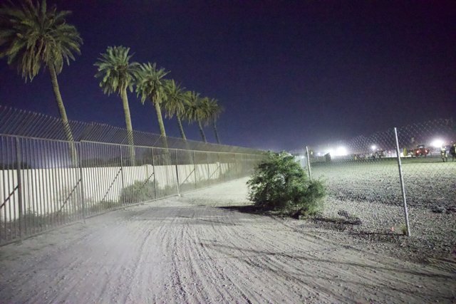 Midnight Palms at Coachella