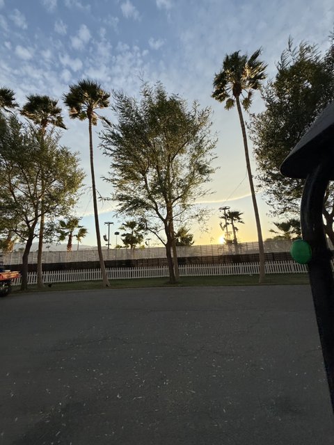 Palm Serenade at Dusk