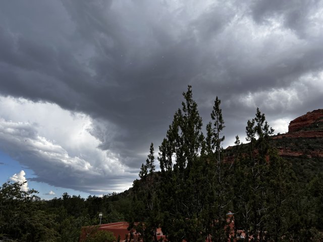 Stormy Skies and Majestic Conifers in Sedona