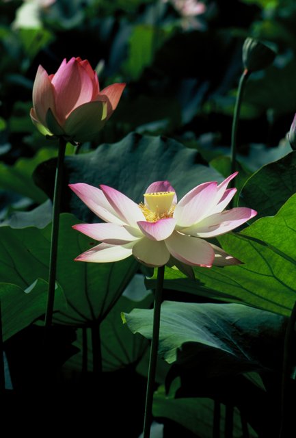 Serene Pink Pond Lily