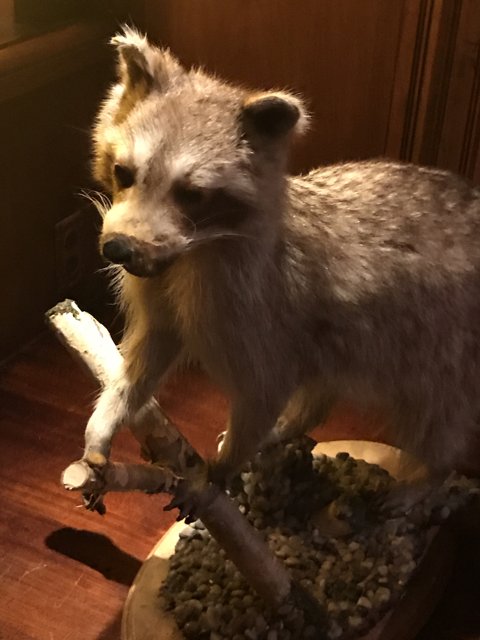 Stuffed Raccoon on Display