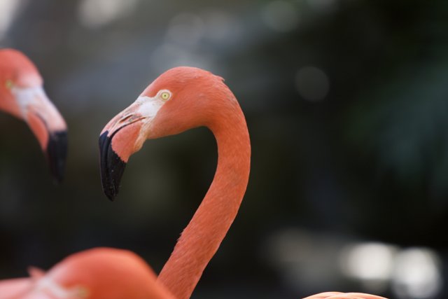Flamingo Friends