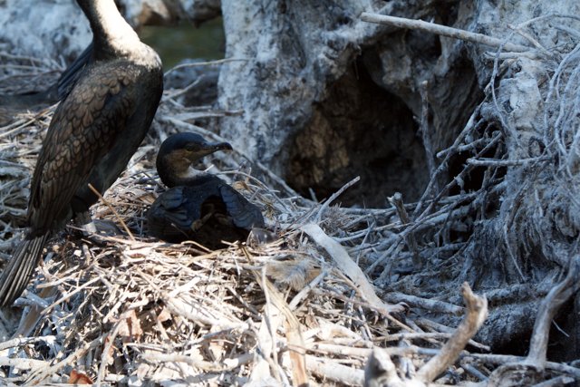 Nesting Cormorant