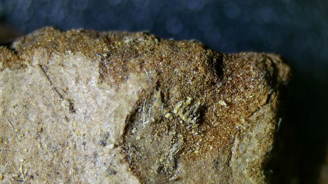 Extreme Macro: Fibrous Texture of Compressed Organic Material