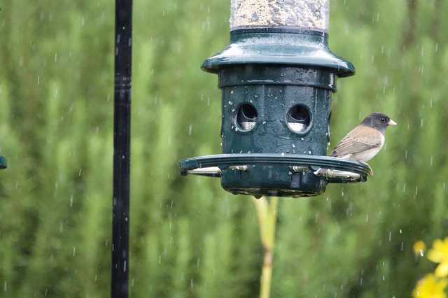 Dark-Eyed Junco Braving the Rain at Bird Feeder