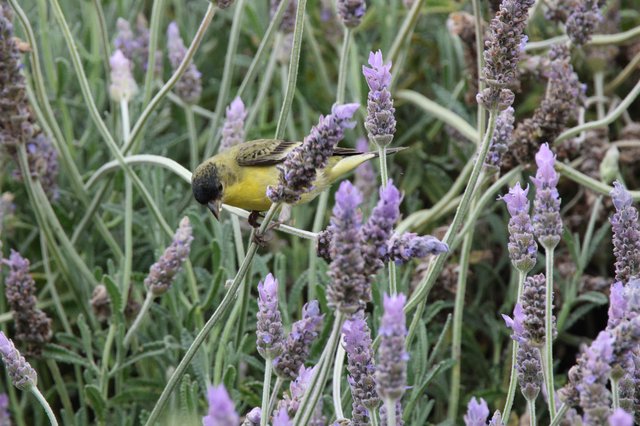 Yellow Finch Feeding on Lavender Blossoms