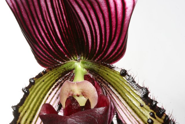 Vibrant Orchid Delight