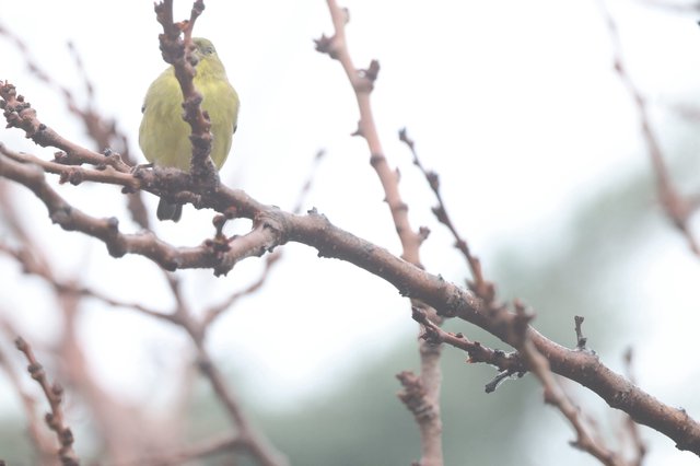 Yellow Finch Perched on Winter Branch
