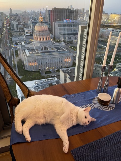 The White Cat in the City