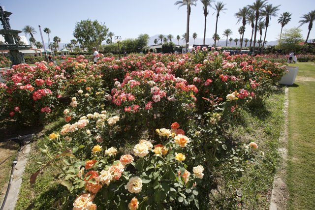 A Garden of Beautiful Roses