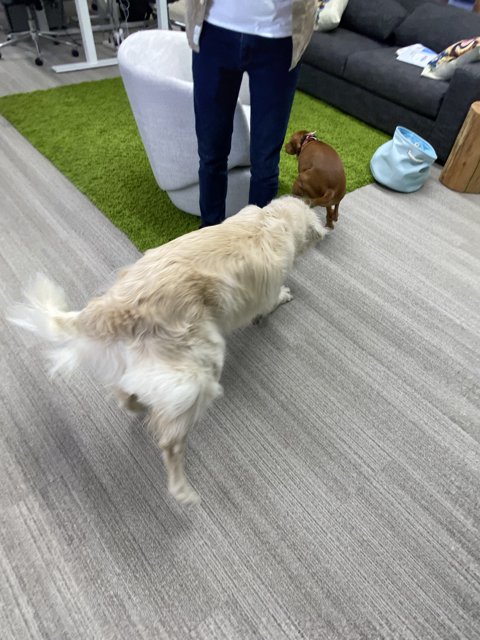 Office Playtime with Furry Colleague
