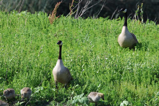 Canada Goose Family Foraging in Spring Wetland Meadow