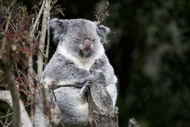 Koala Calm at SF Zoo, 2024