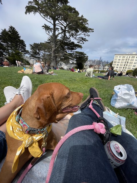 Lapdog in the Park
