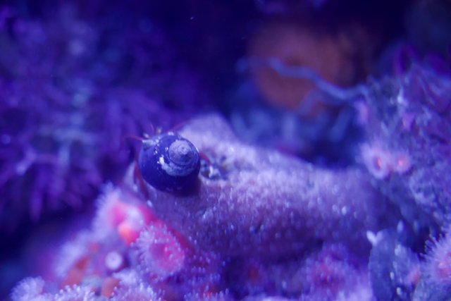 Aquatic Symphony: A Snail's Coral Habitat