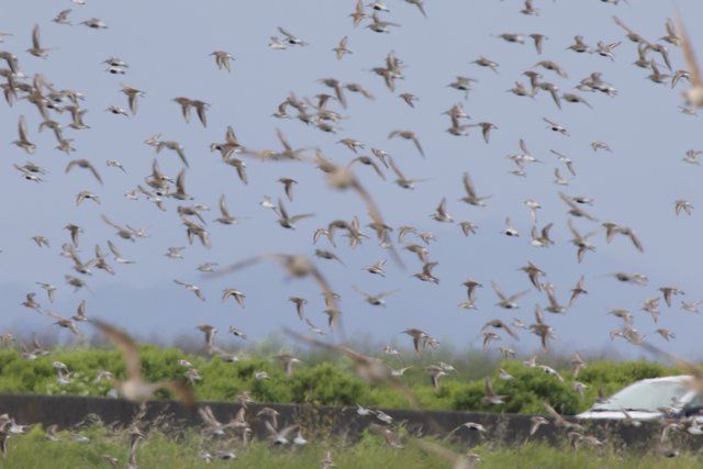Flight of the Flock