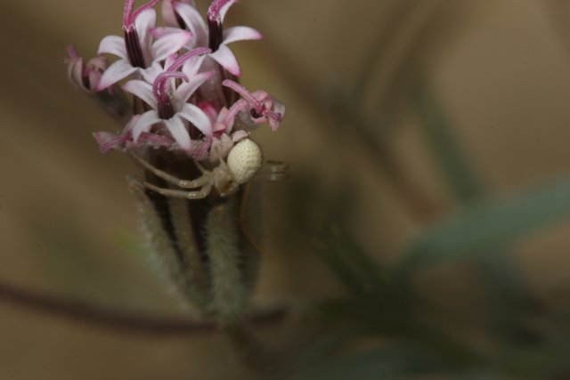 Garden Spider on a Geranium