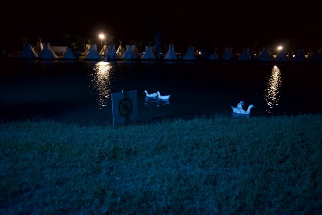 Swans under the Starry Night Sky