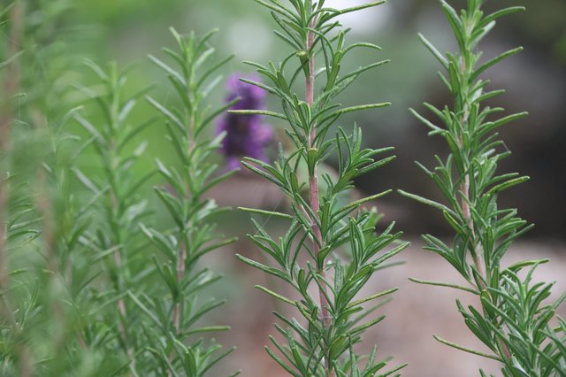 Fresh Rosemary Sprigs with Purple Blooms in Background