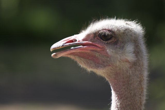 Curious Ostrich