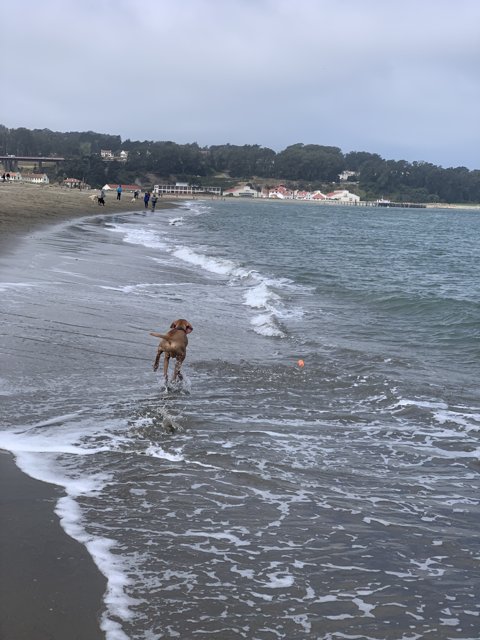 Ocean-Frolicking Pup